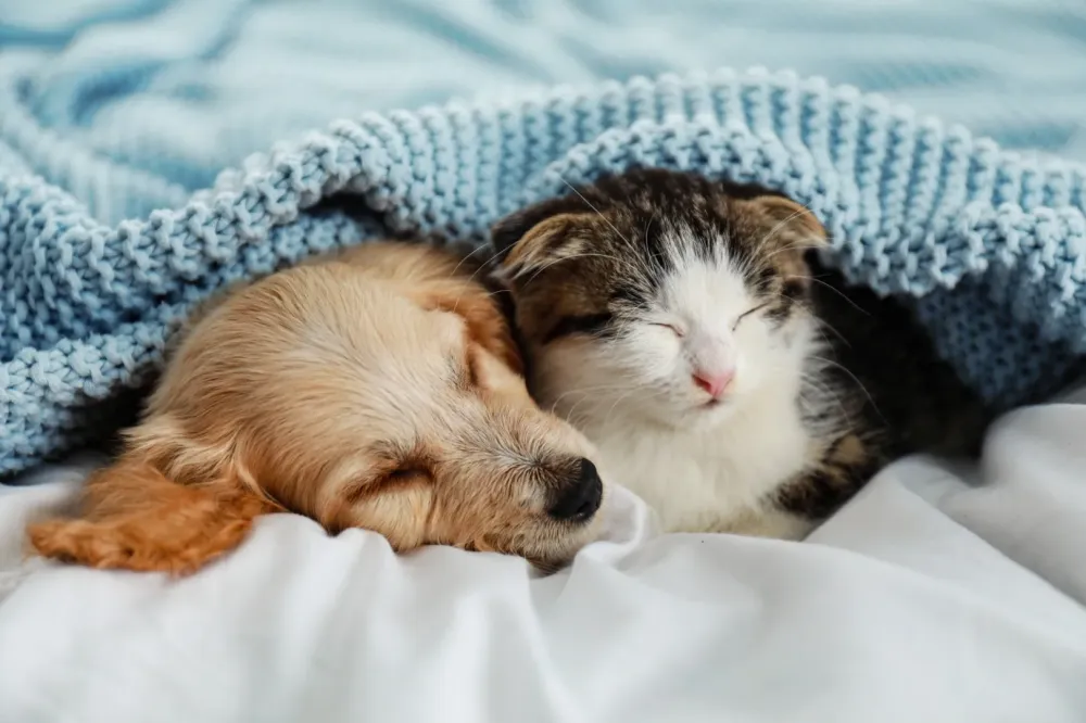 animaux