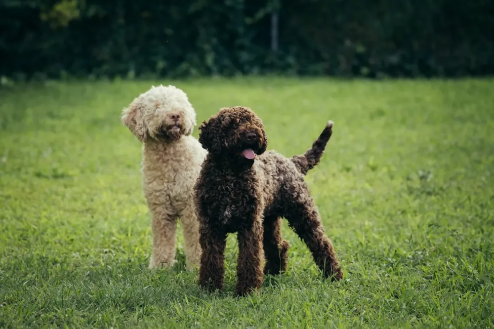 chien