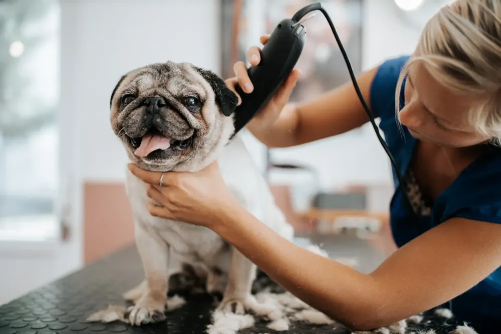 Epilation à Monpazier