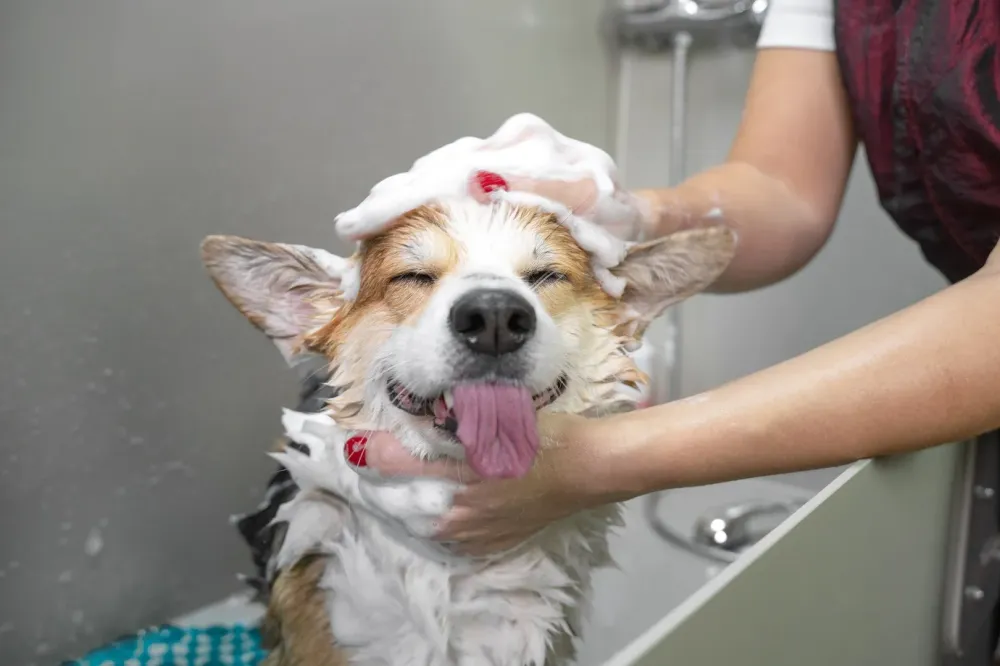 Démêlage poil chien à Monpazier