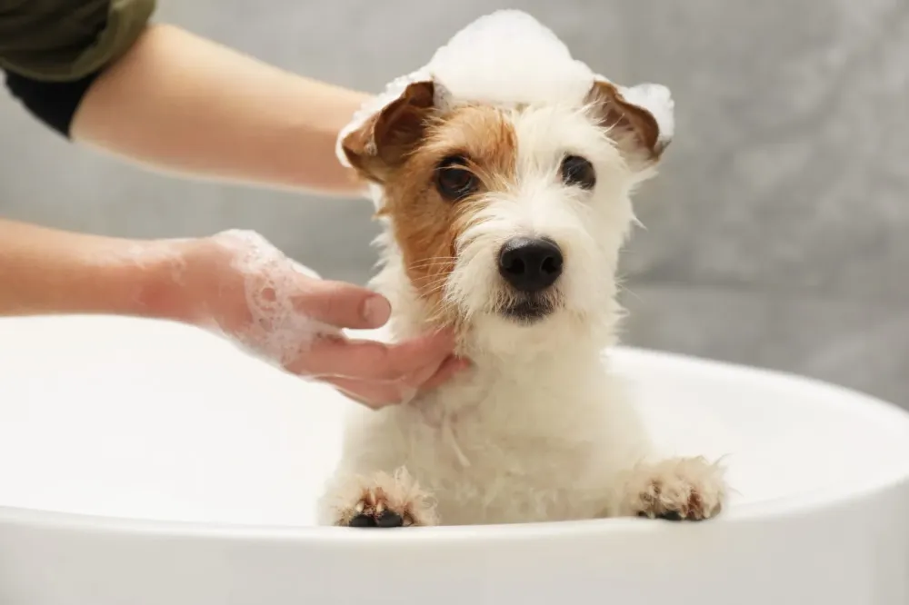 Massage canin à Monpazier